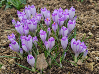 /album/rarity-a-novinky-2026-predjari/crocus-heuffelianus-shock-wave2-jpg/